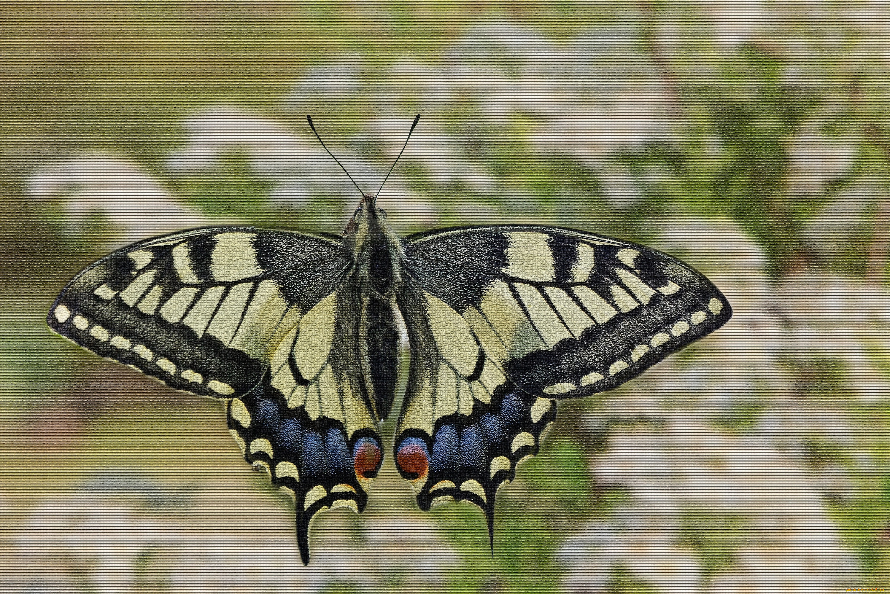 ,  , butterfly, , , , colors, brightness